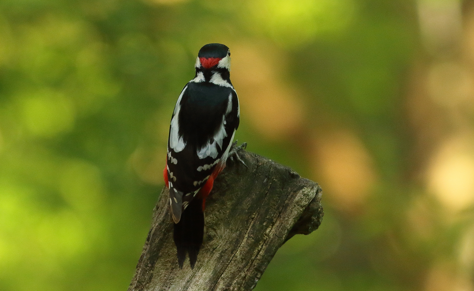 Vogels