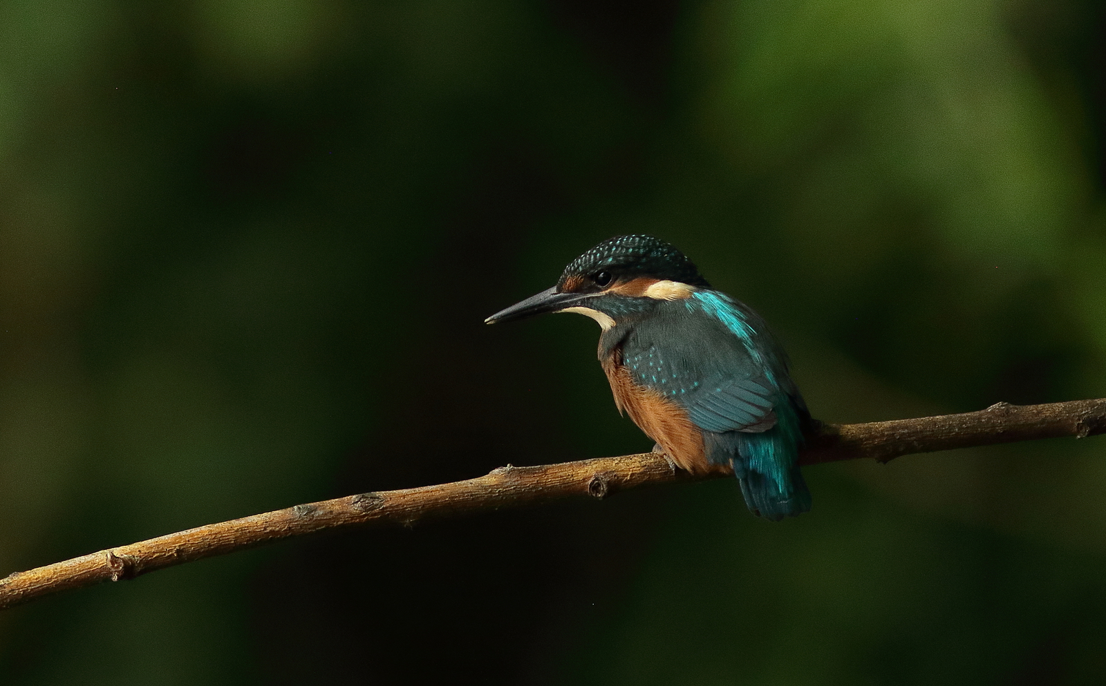 ijsvogel