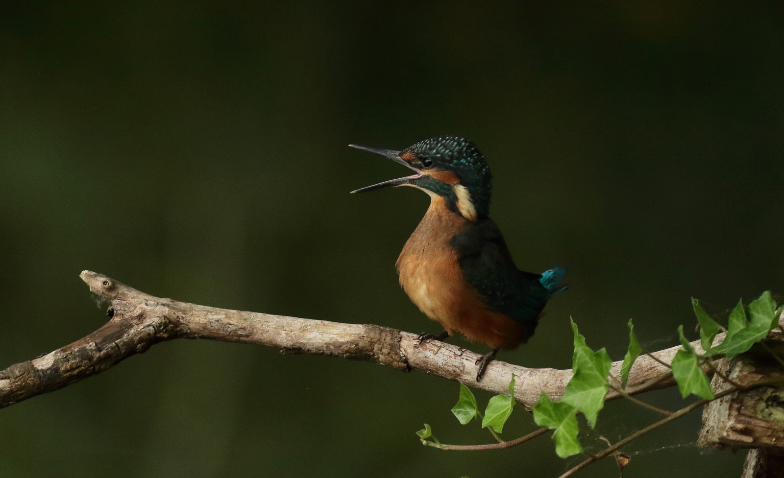 ijsvogel