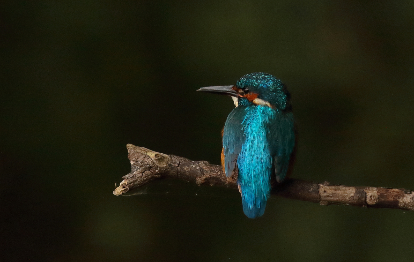 ijsvogel
