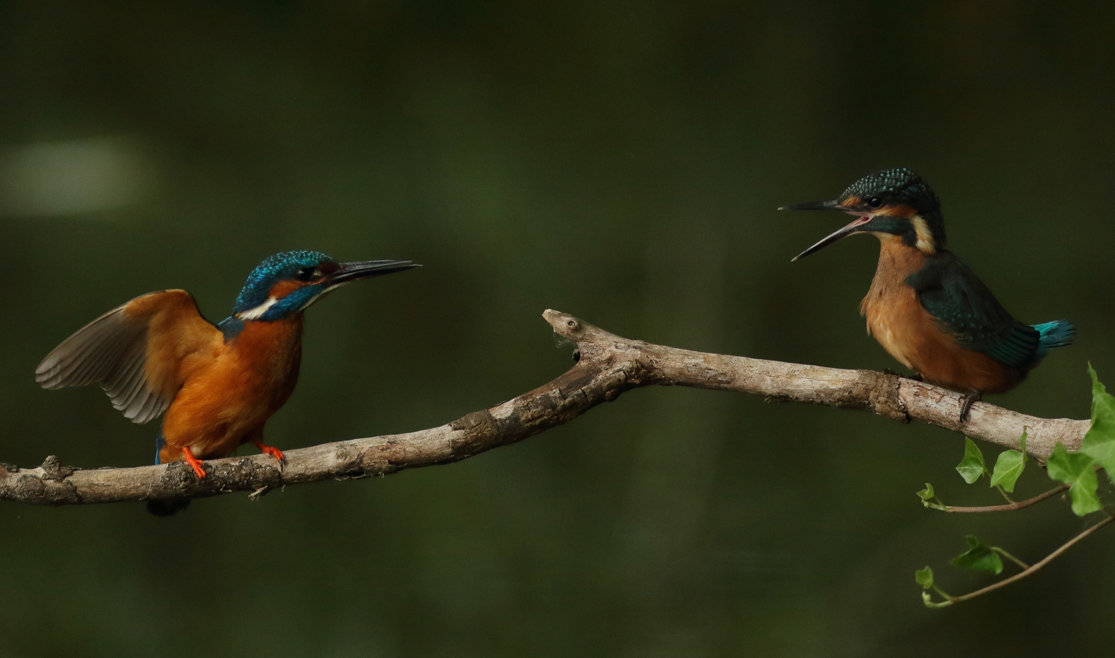 ijsvogel
