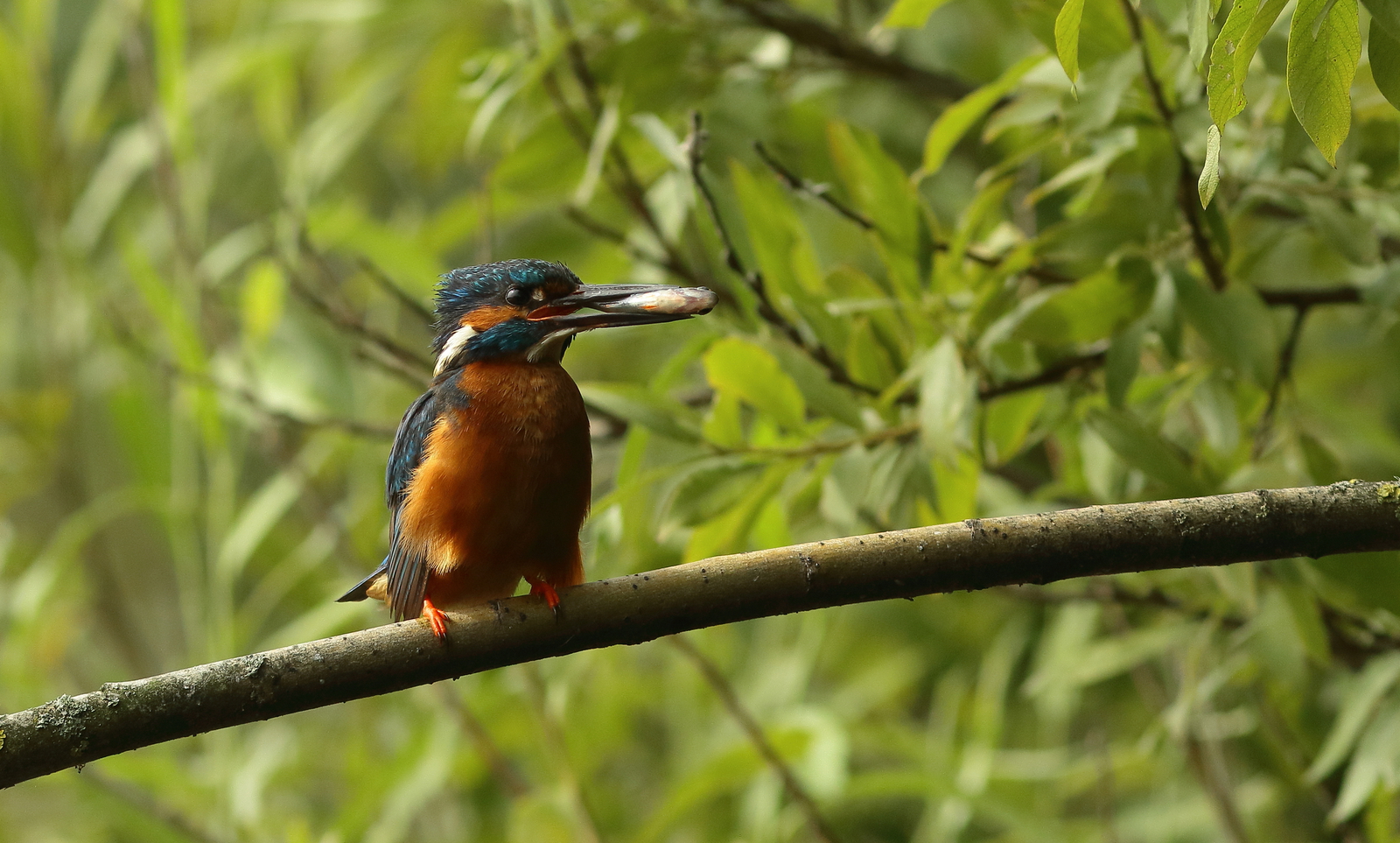ijsvogel