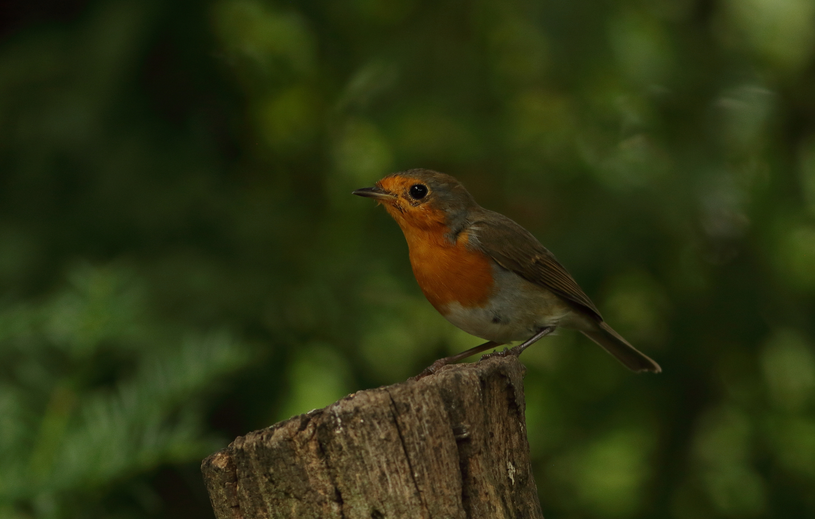 roodborst