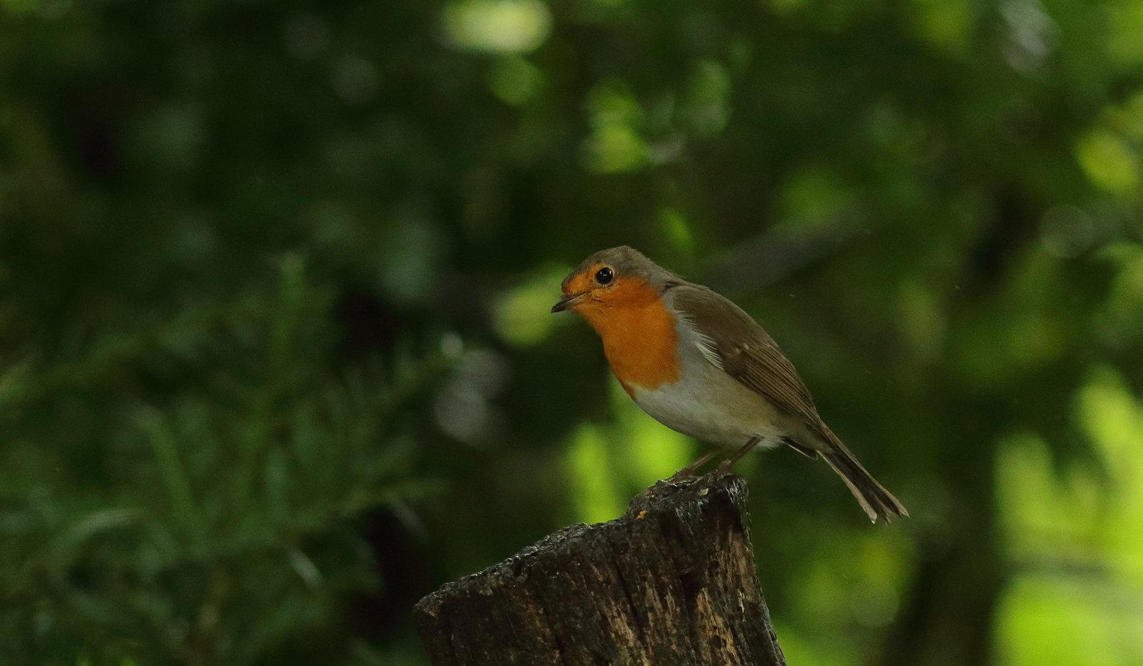 roodborst