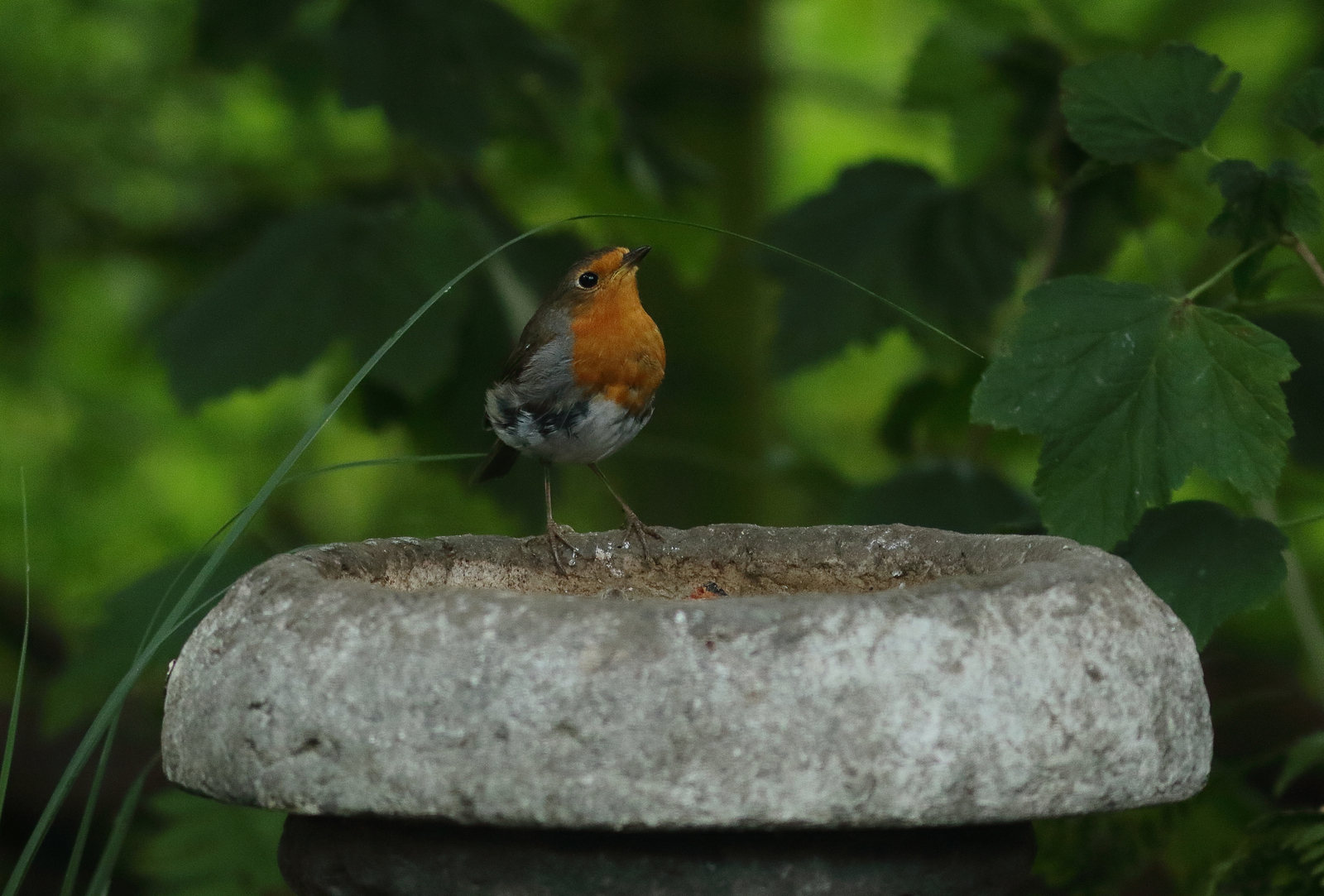 roodborst