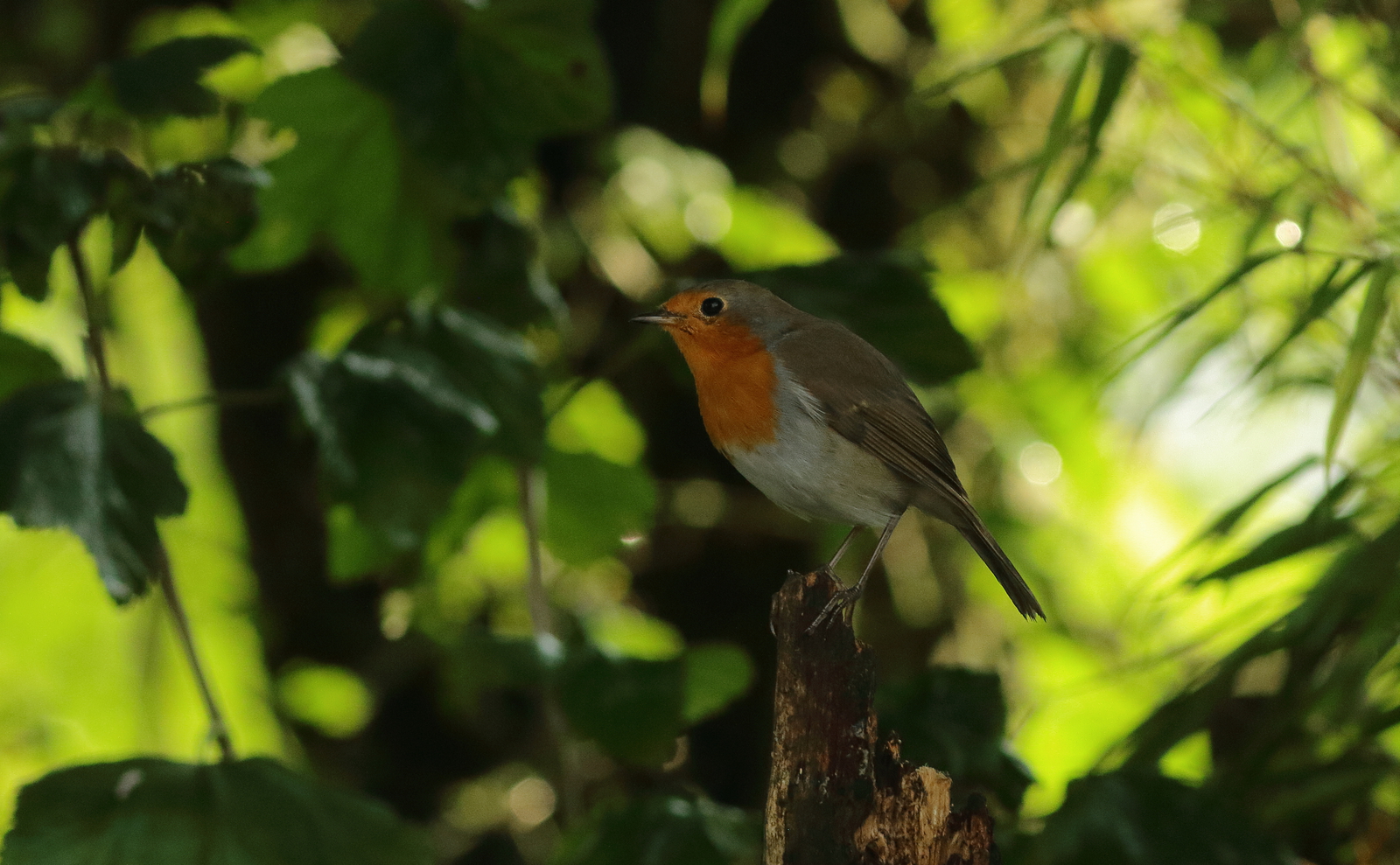 roodborst