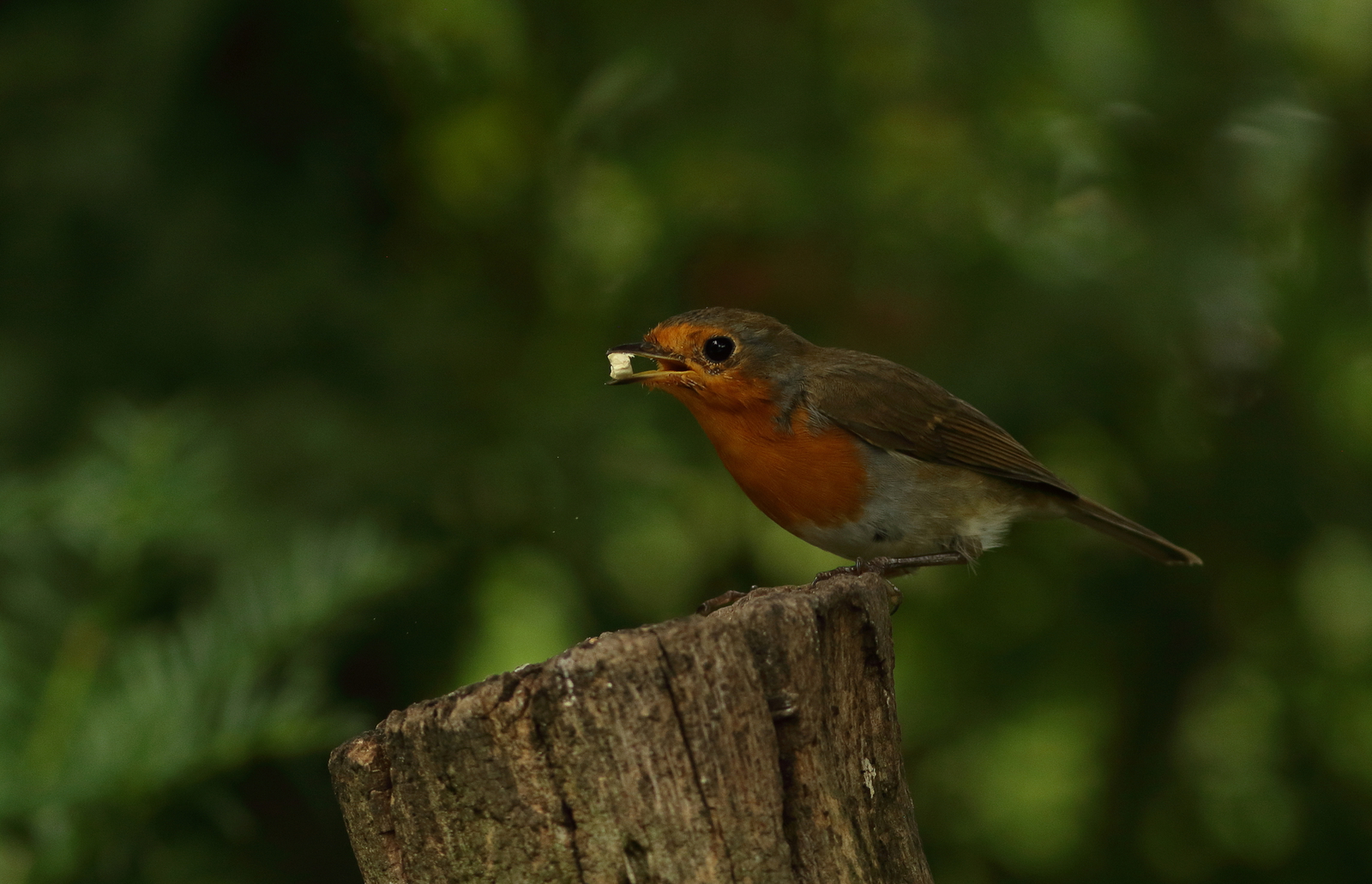 roodborst