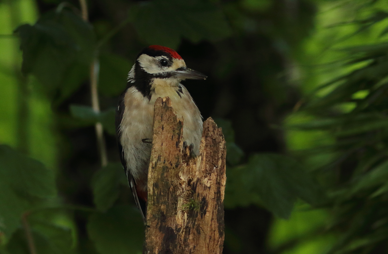 Vogels