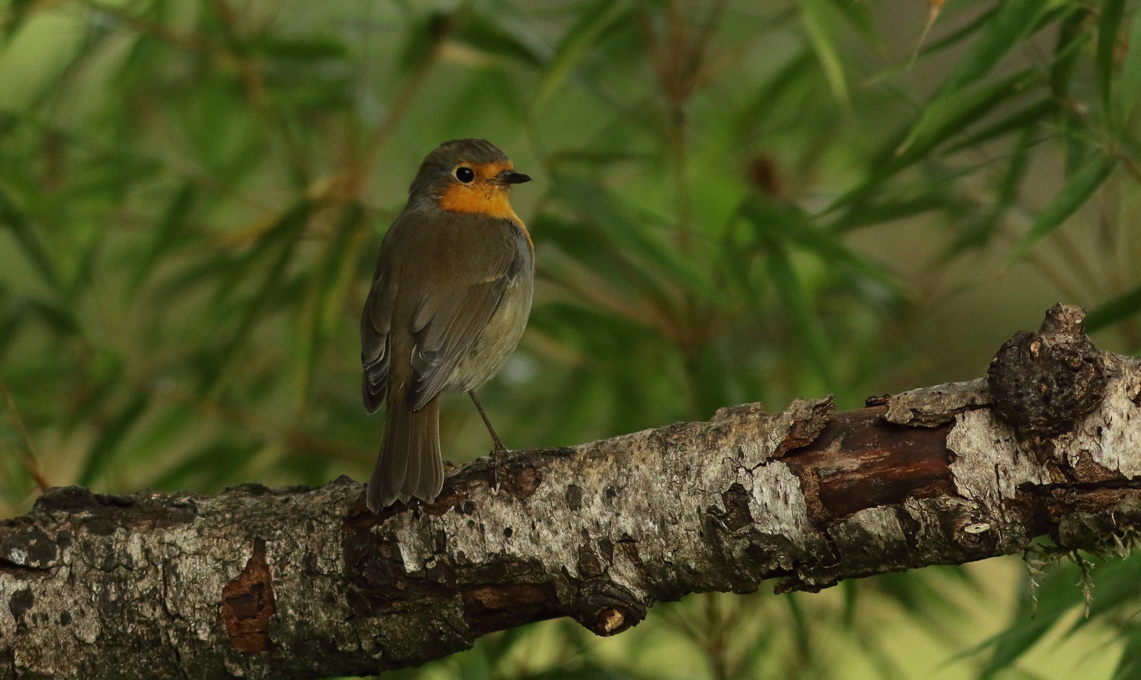 roodborst