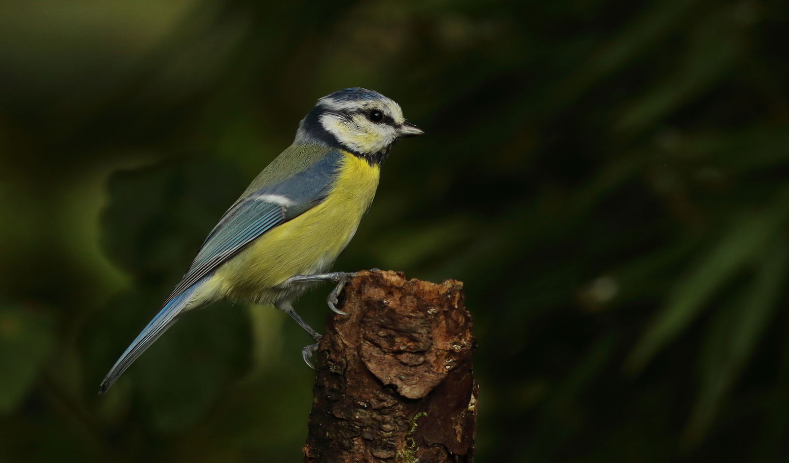 Vogels