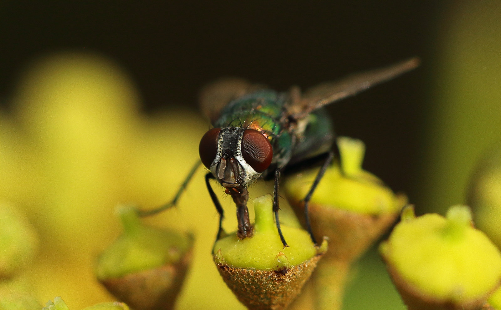 Macro