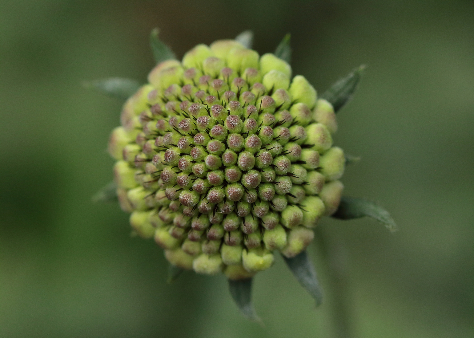 Macro