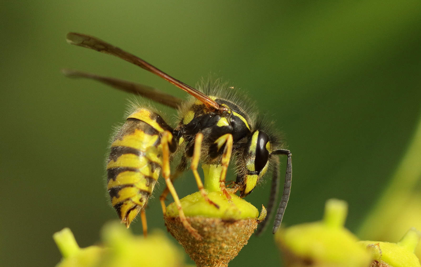Macro