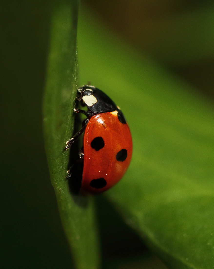Macro