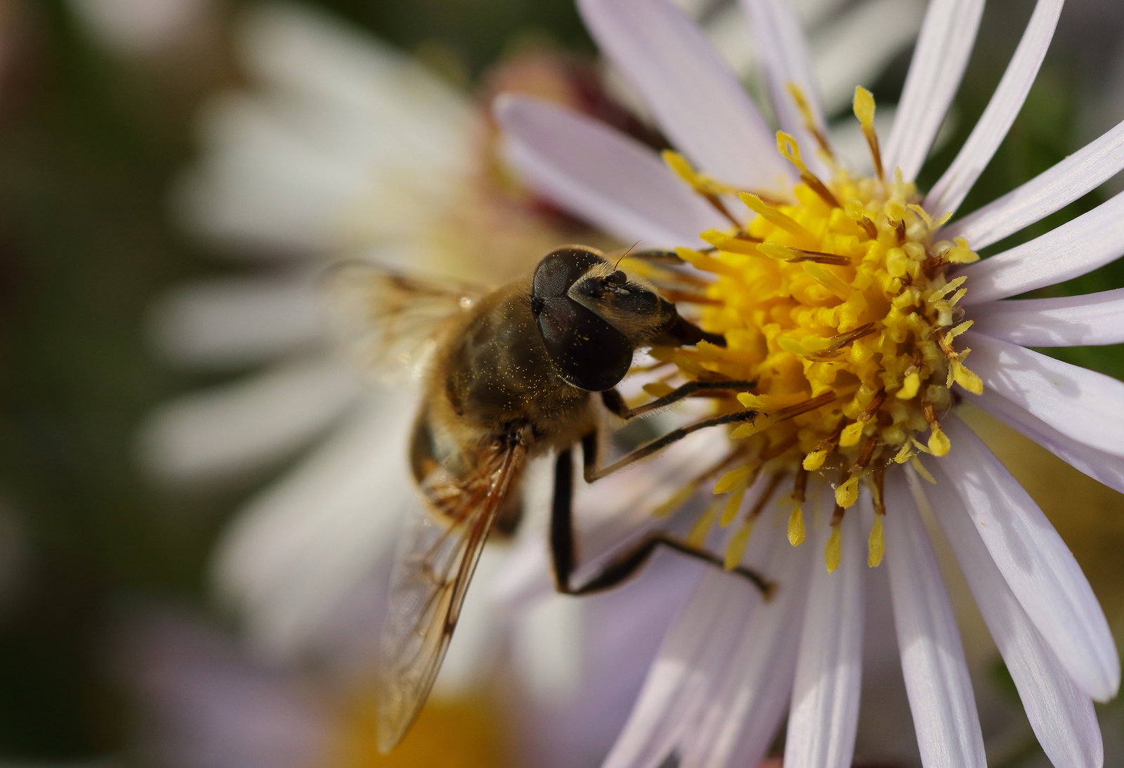 Macro