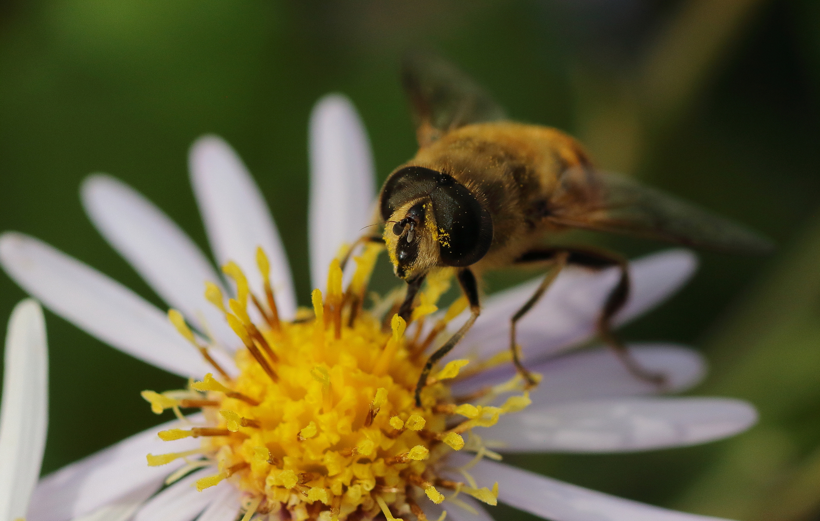 Macro
