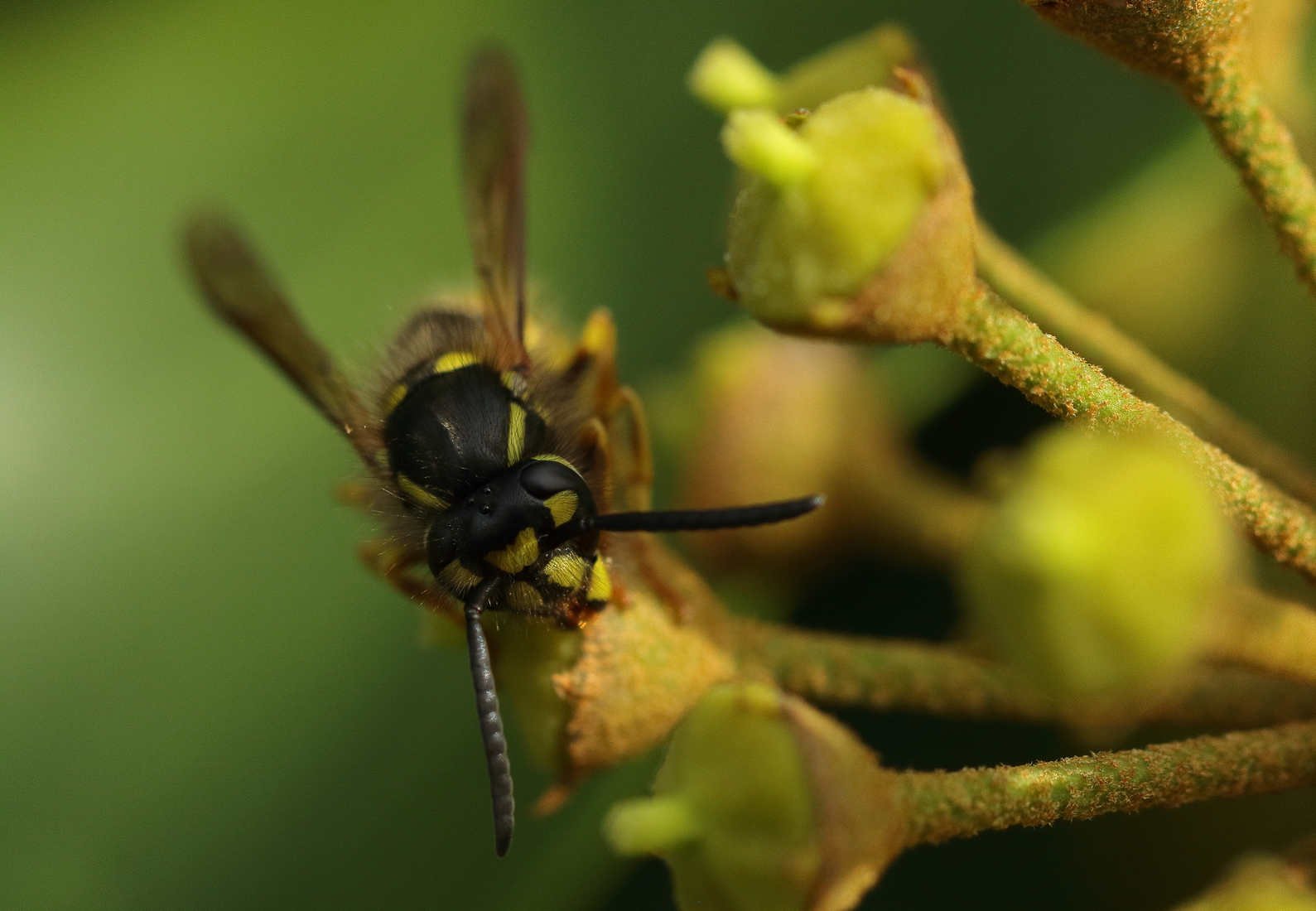 Macro