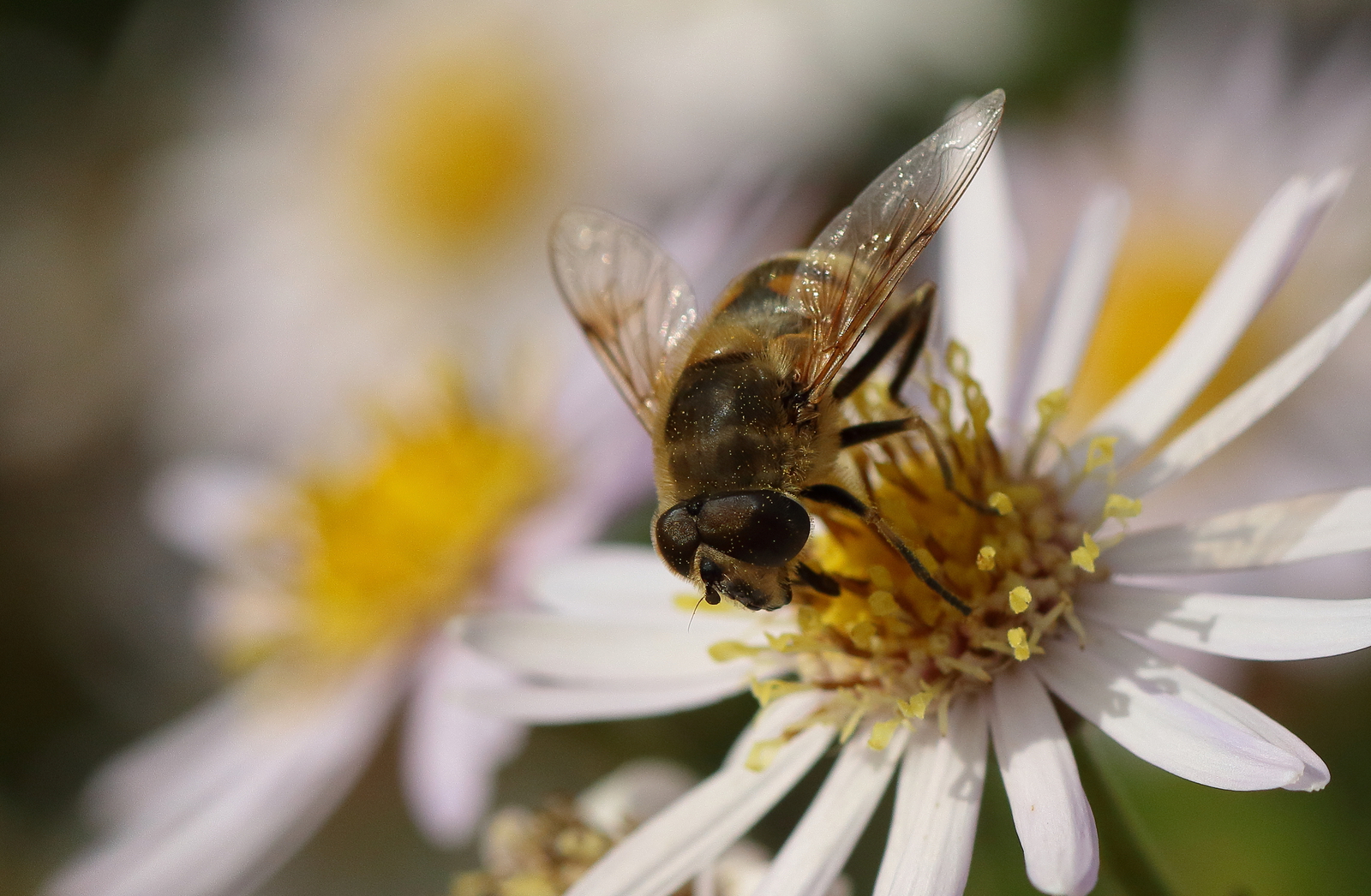 Macro