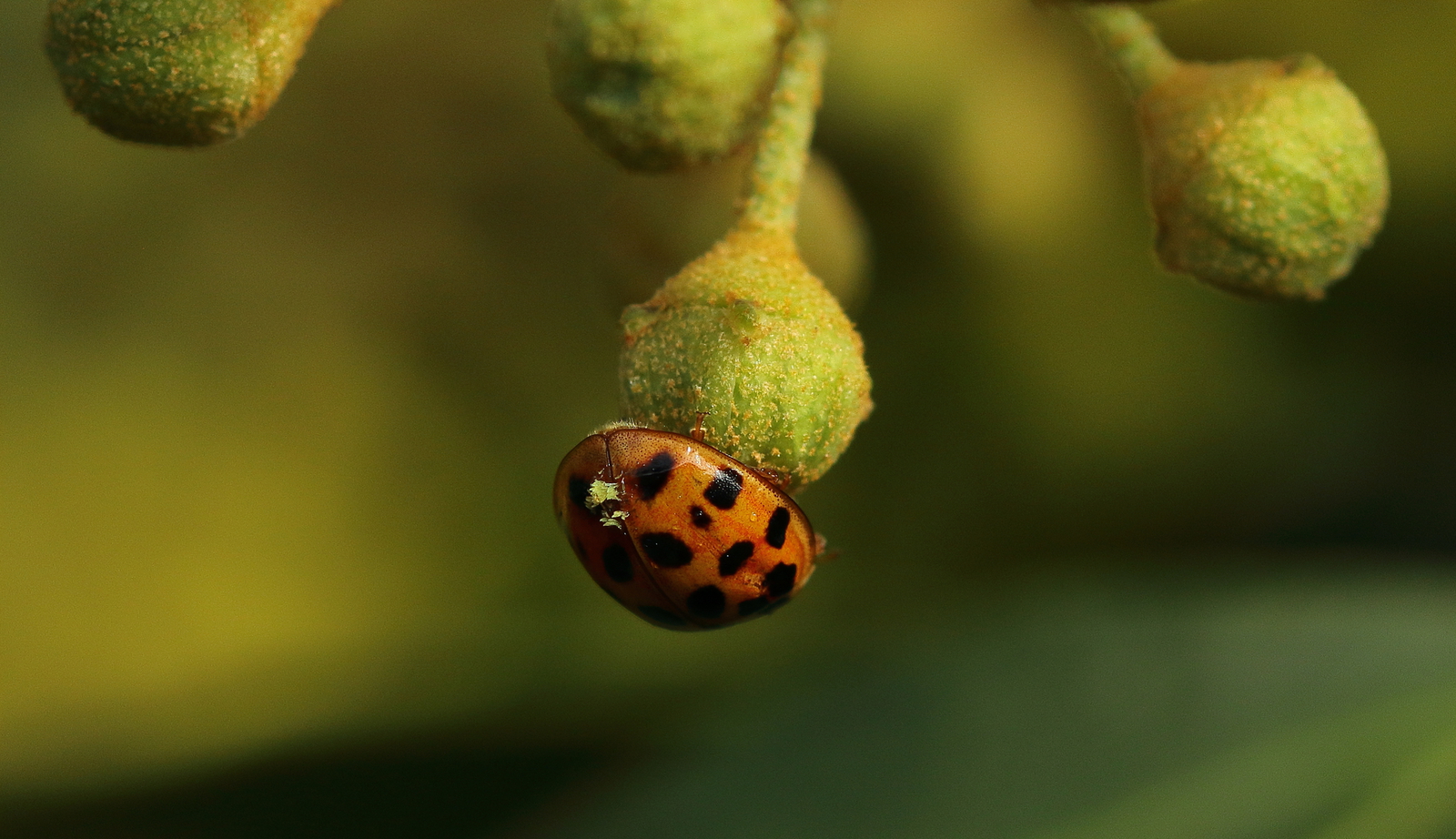 Macro