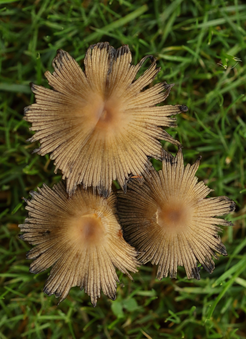 Paddestoelen