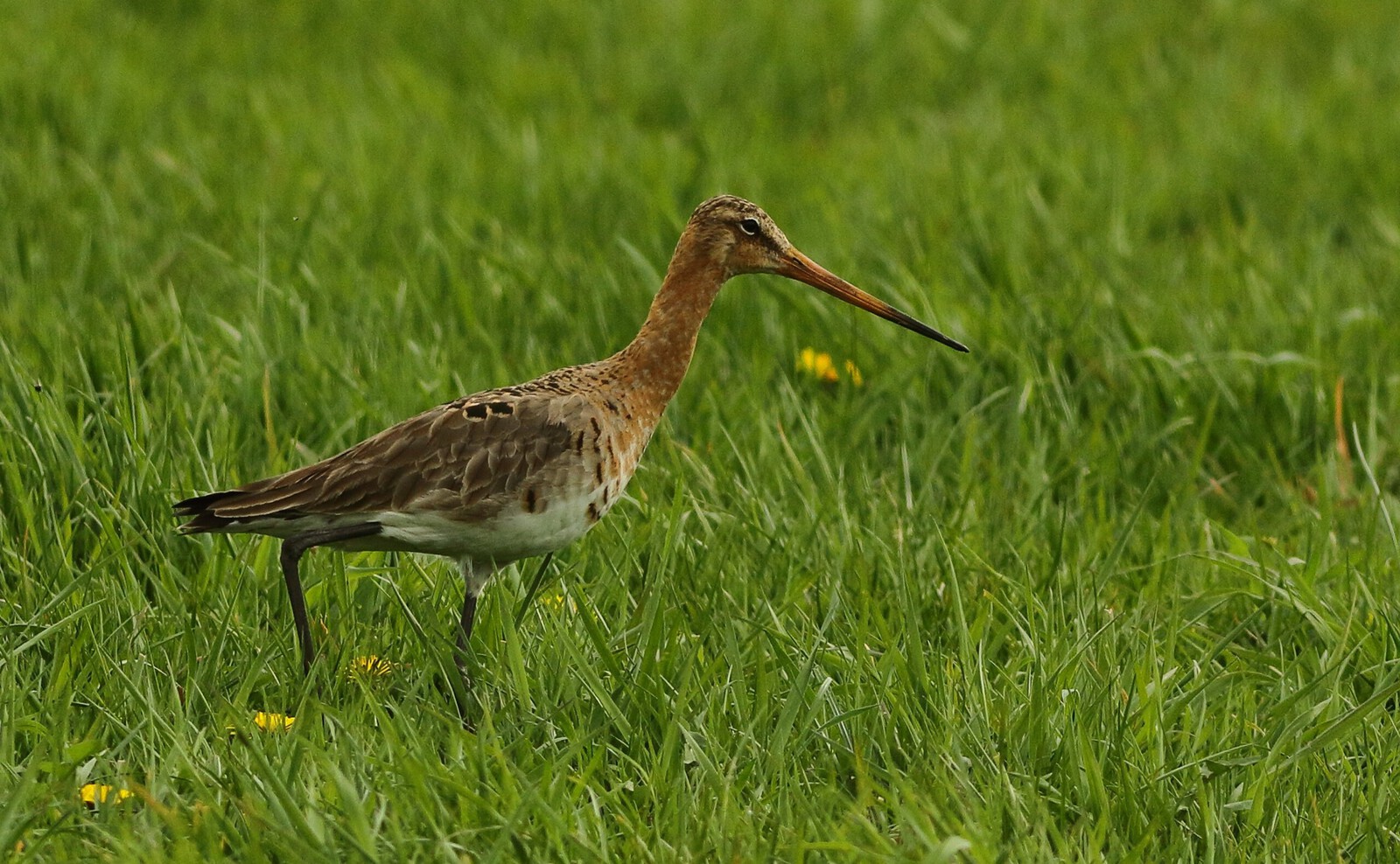  grutto