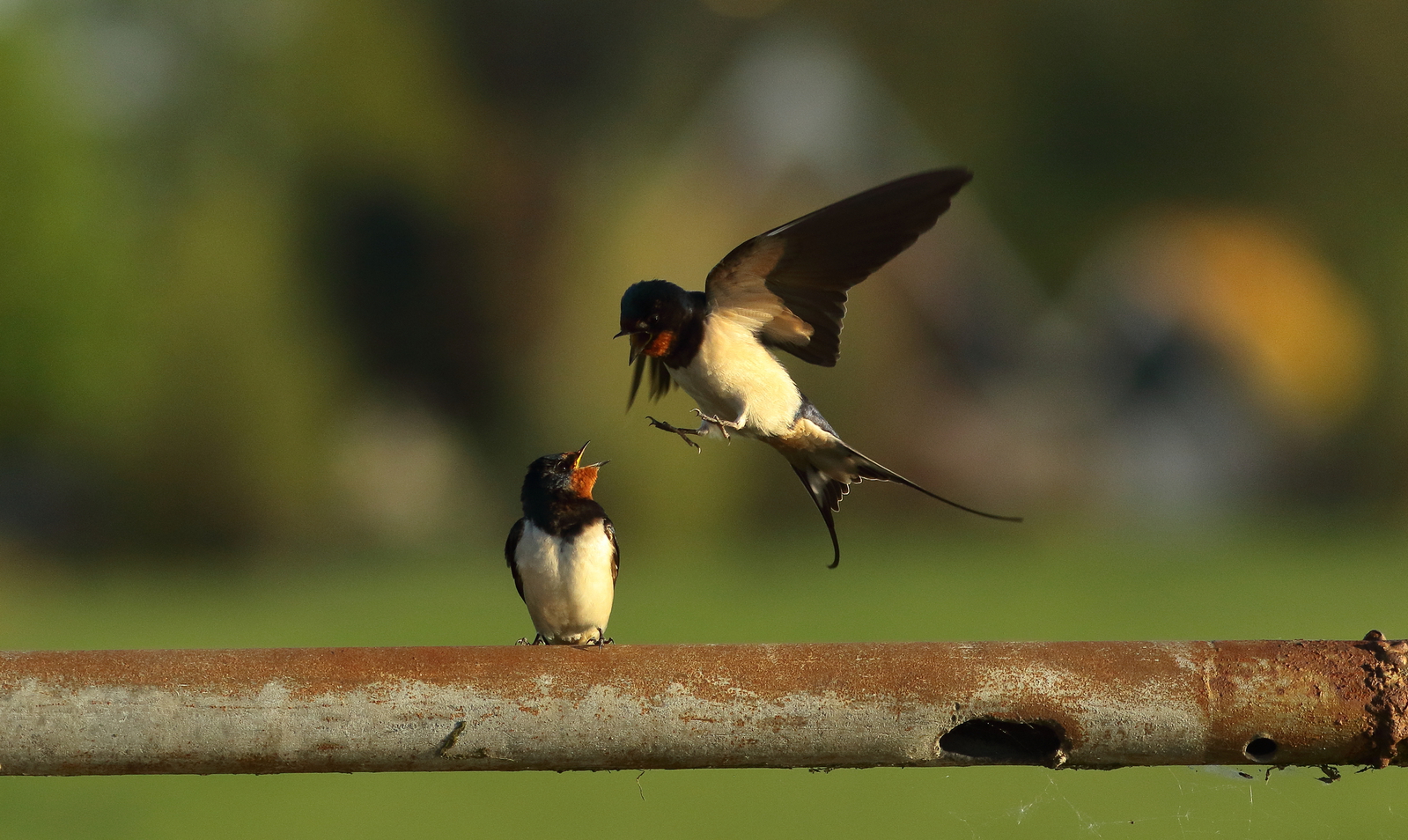 Vogels