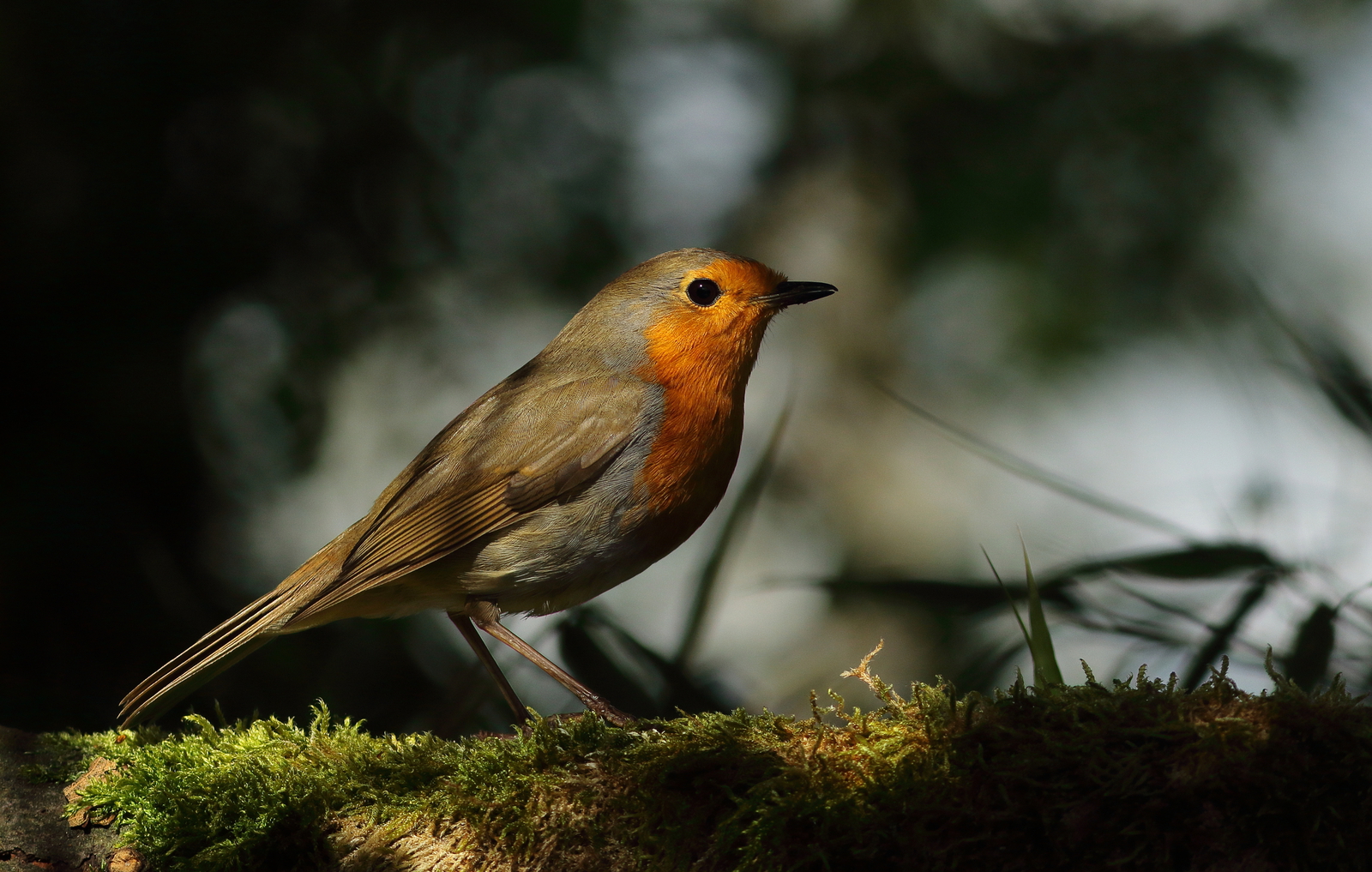 roodborst