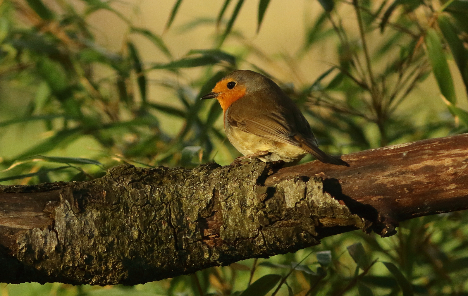 roodborst