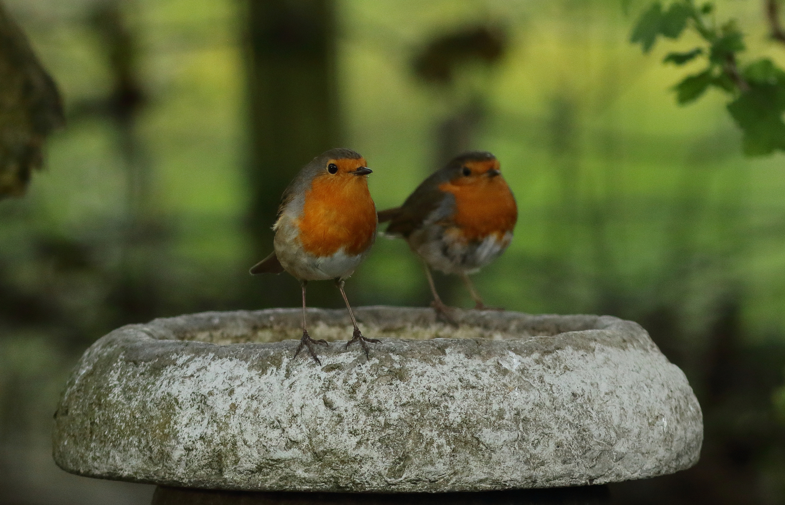 roodborst
