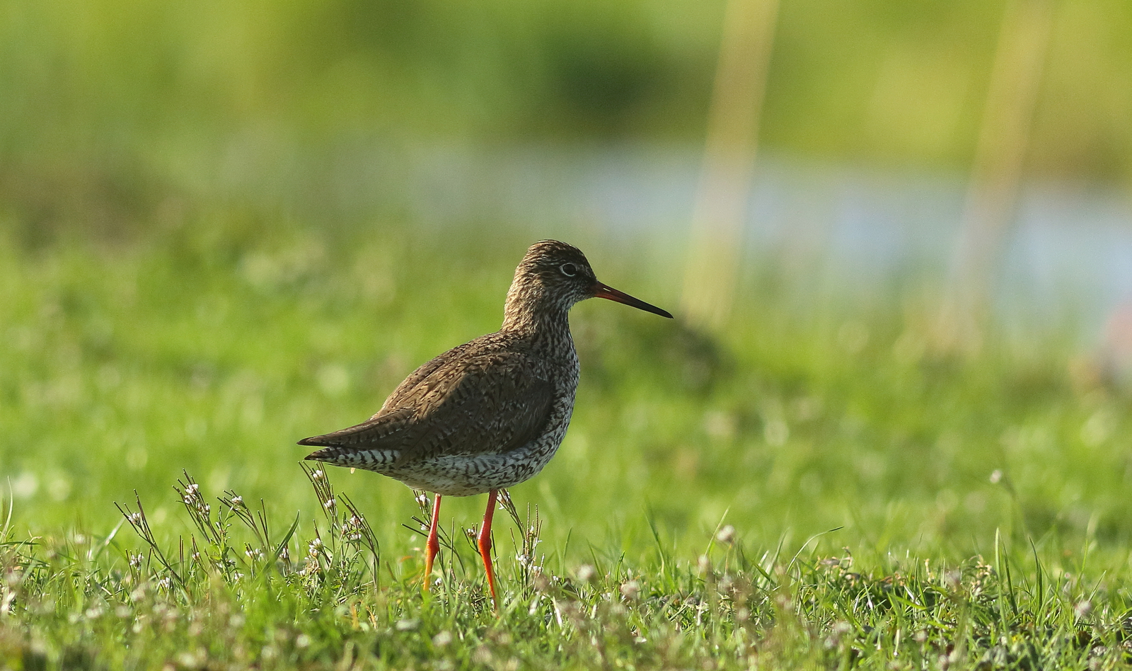 Vogels