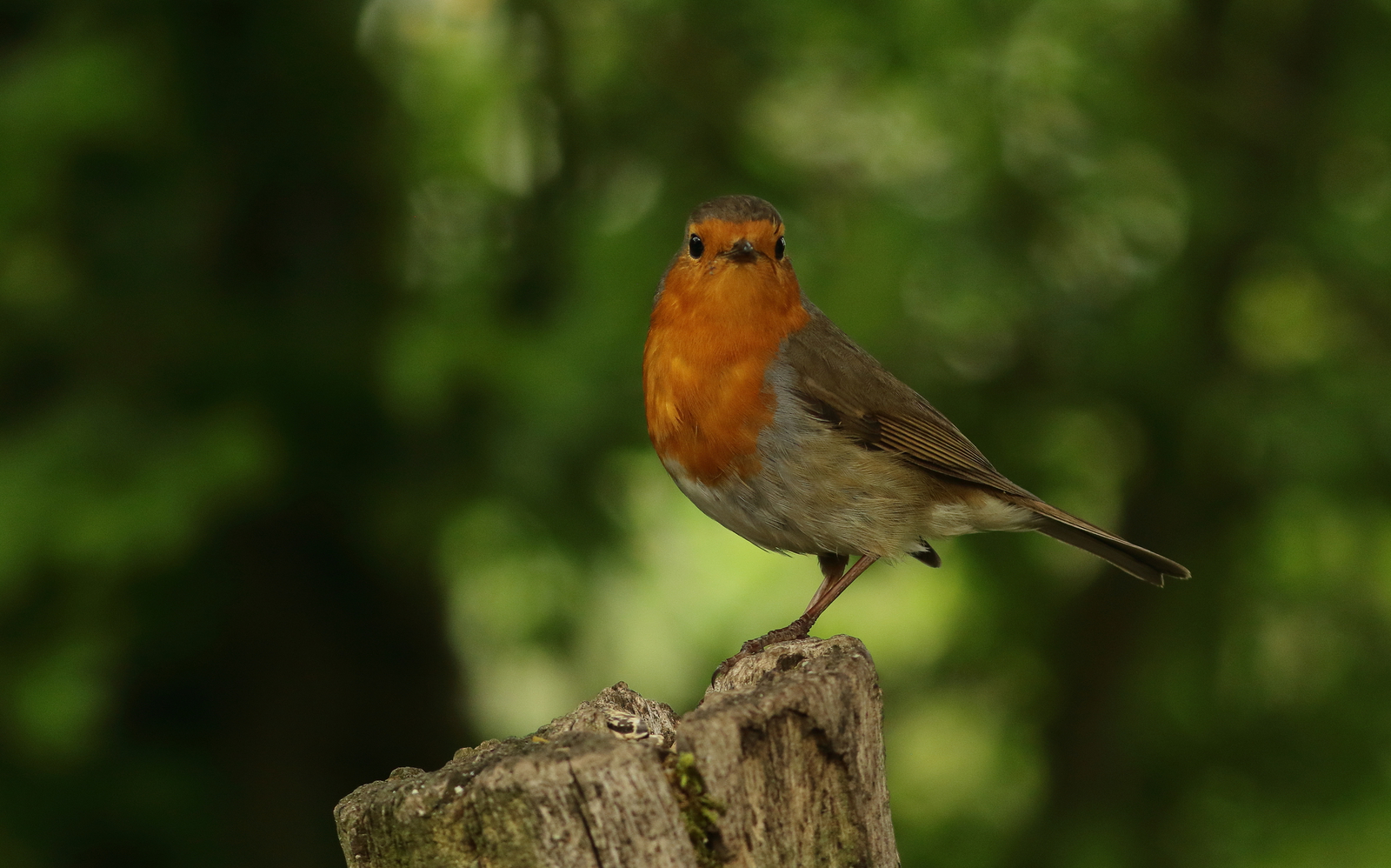 roodborst