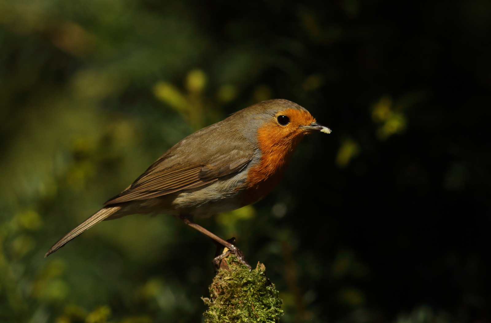 roodborst