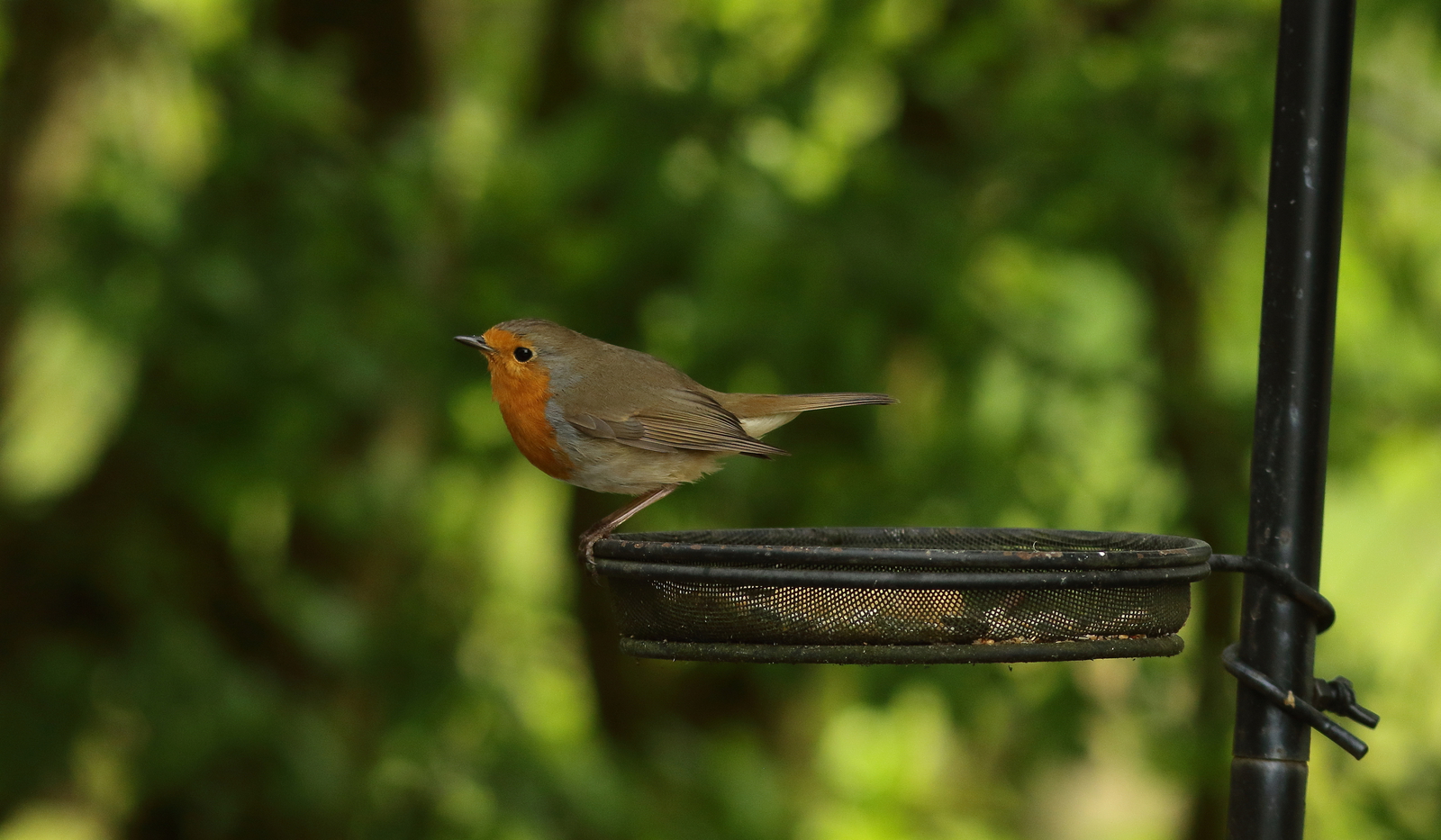 roodborst
