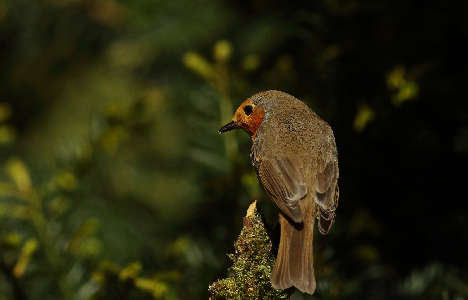 roodborst