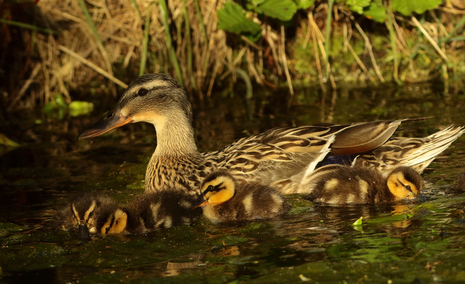 Natuur