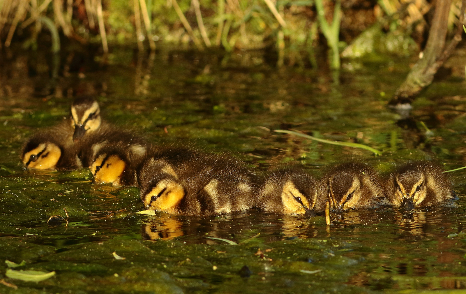 Natuur