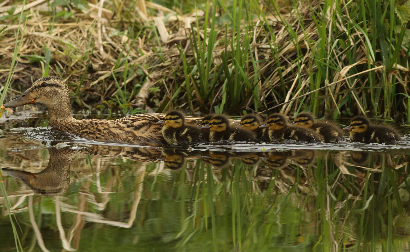 Natuur