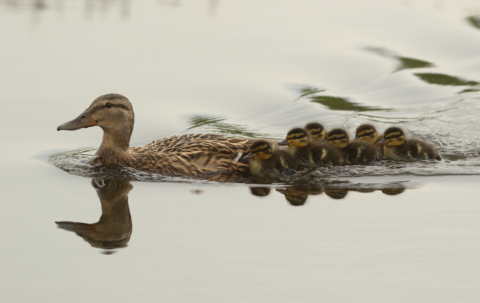 Natuur