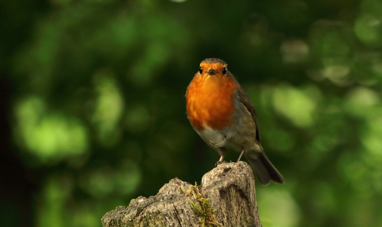 roodborst