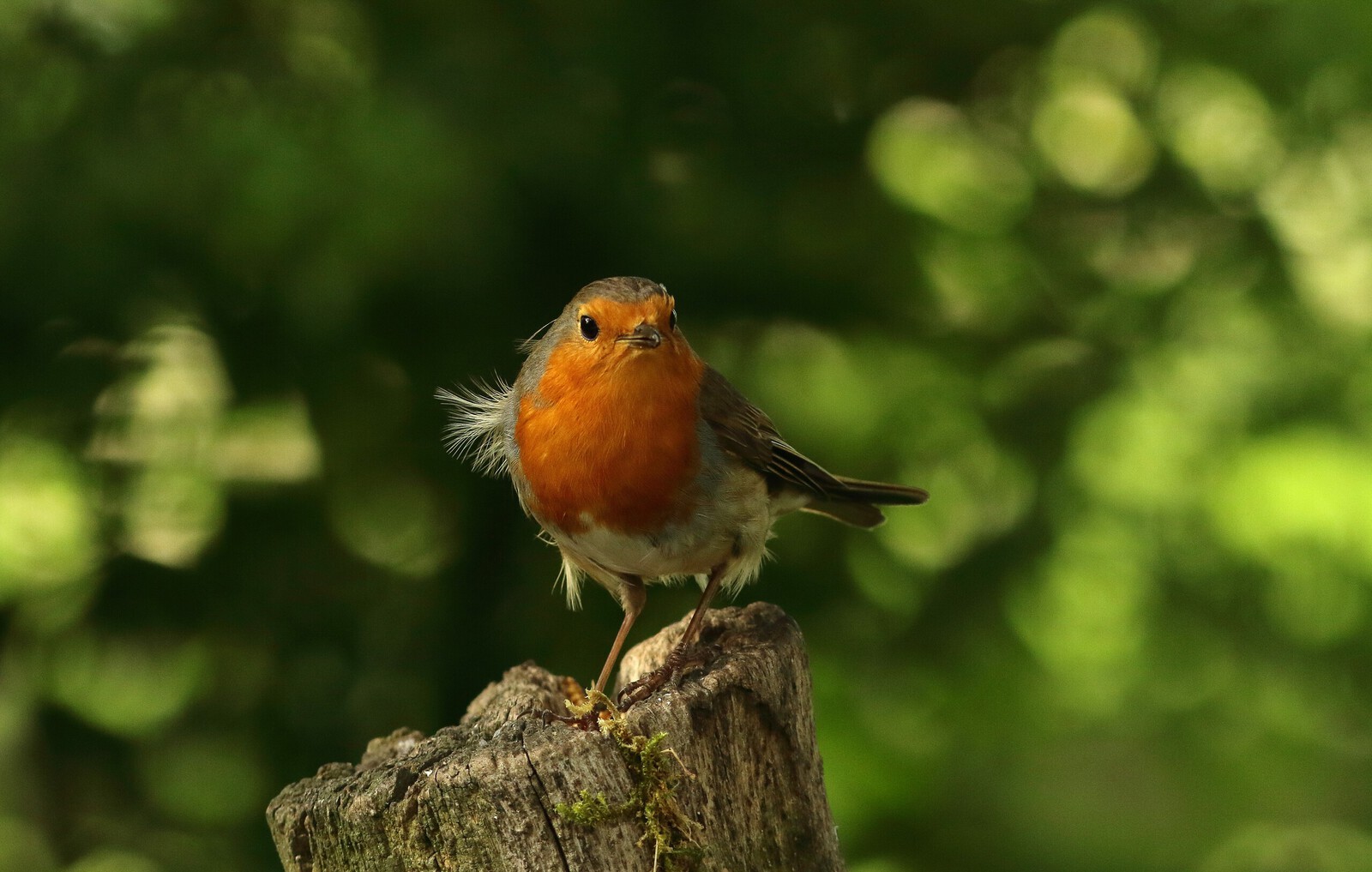 roodborst