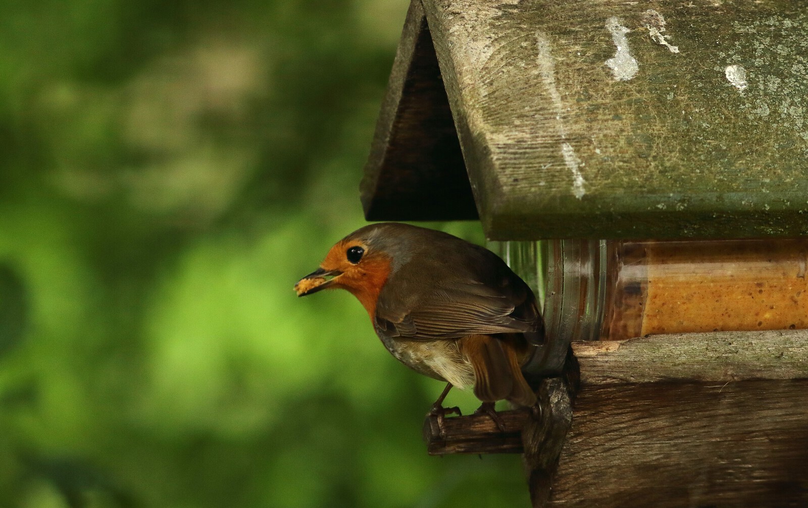 roodborst