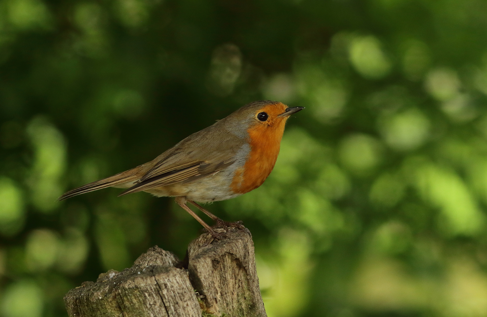 roodborst