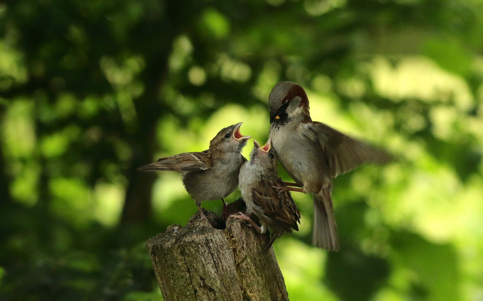 Vogels