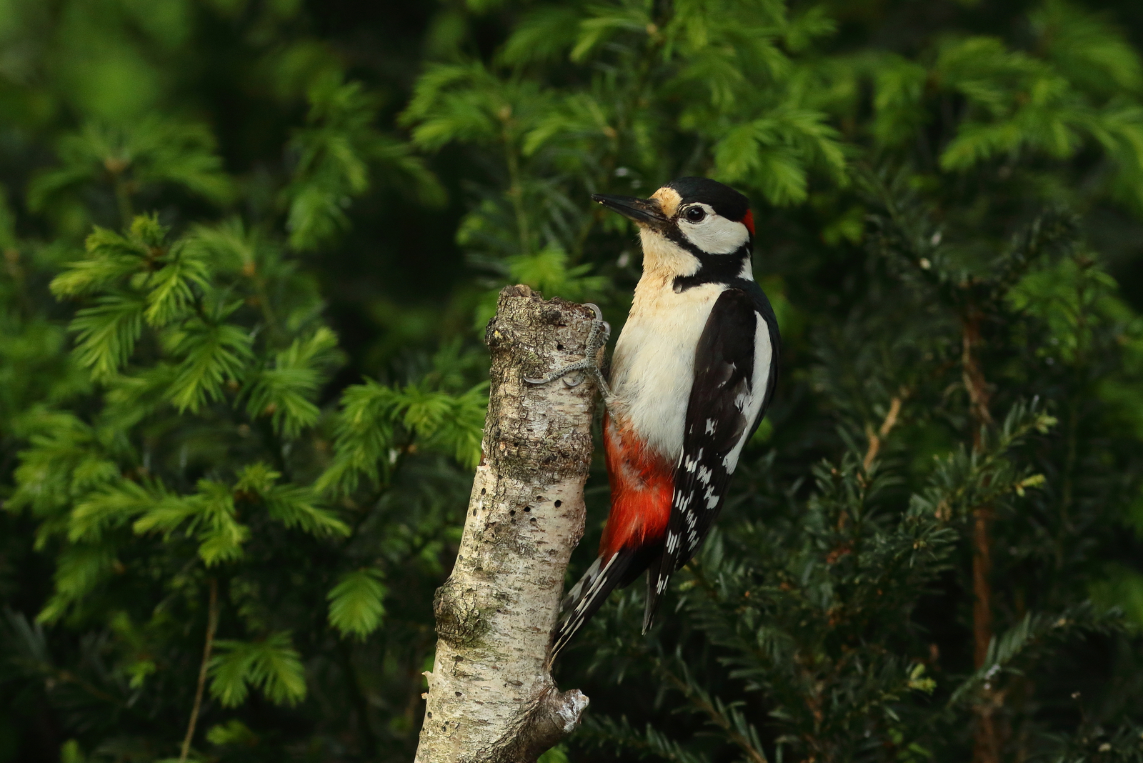 Vogels