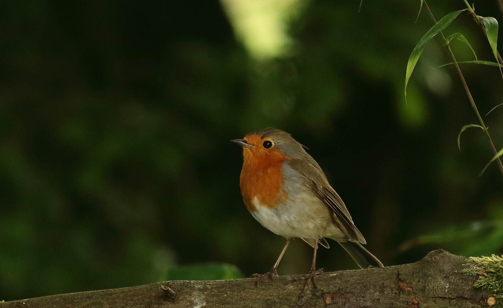 roodborst
