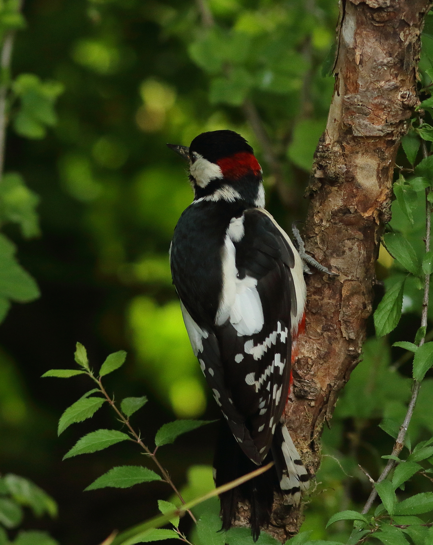 Vogels