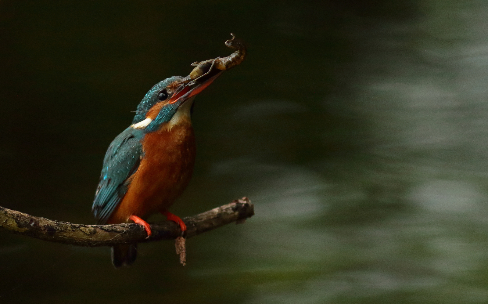ijsvogel