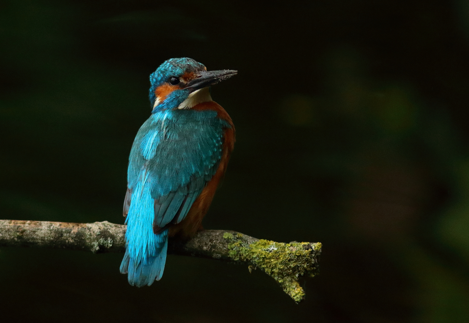 ijsvogel