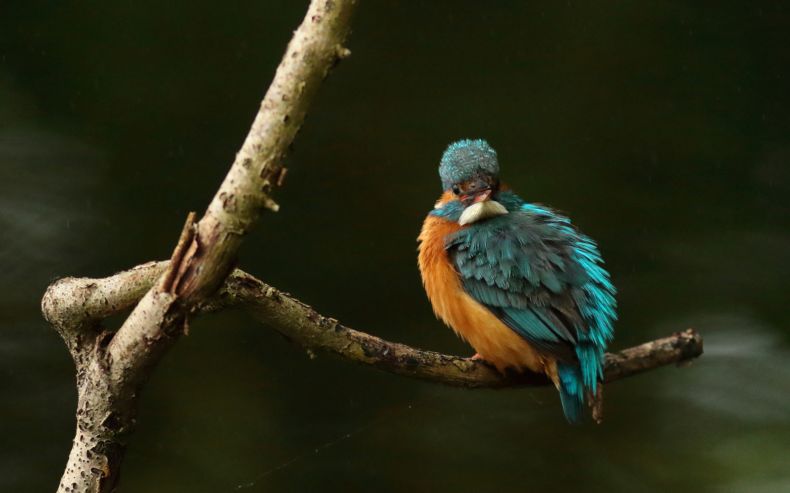 ijsvogel