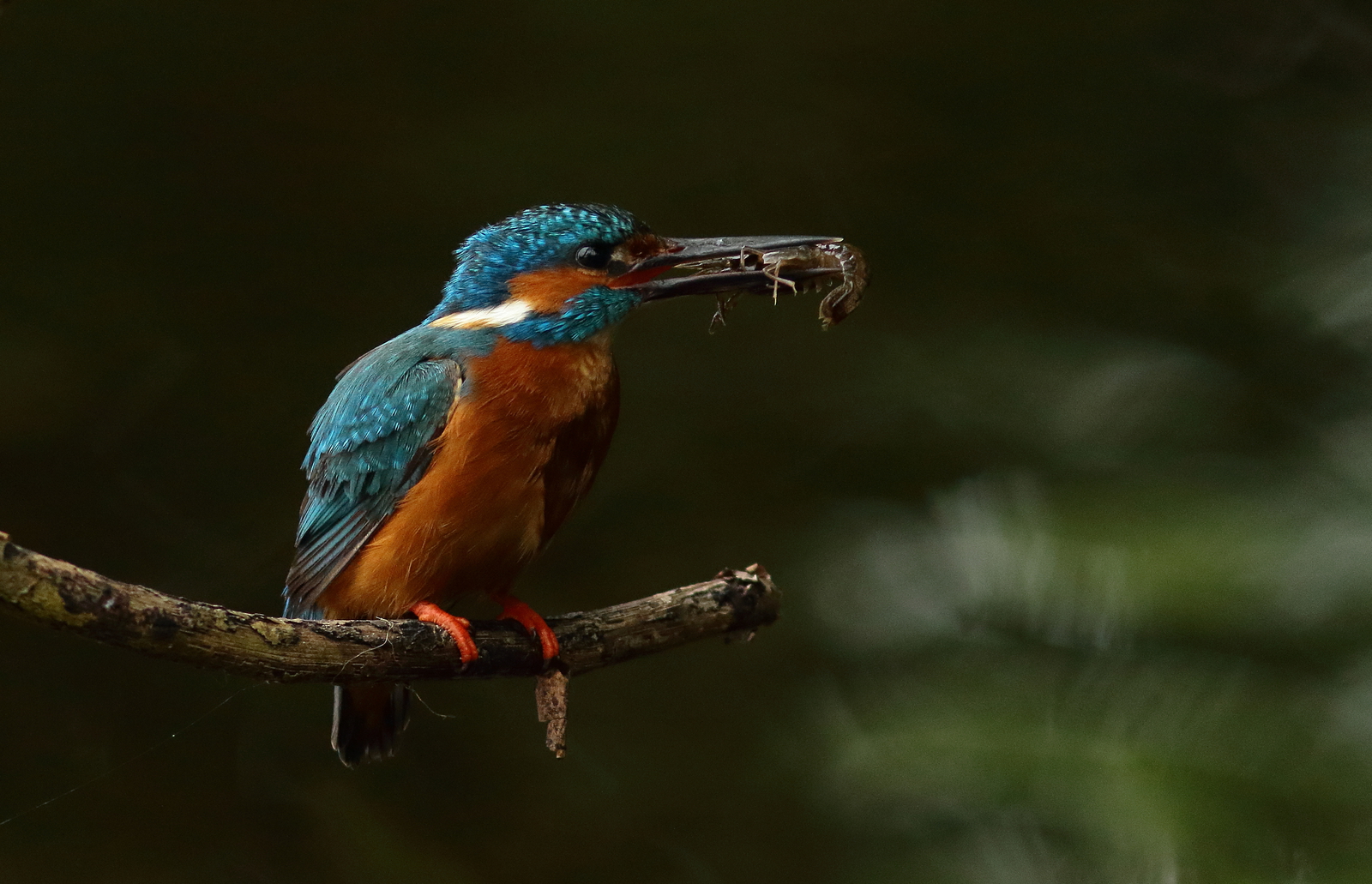 ijsvogel